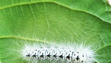 Venomous hickory tussock moth caterpillar from Canada spotted in Pa.