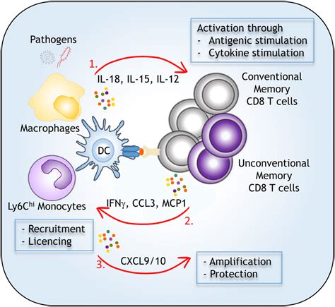 Mechanisms of memory CD8 T reactivation and orchestration of protective... | Download Scientific ...