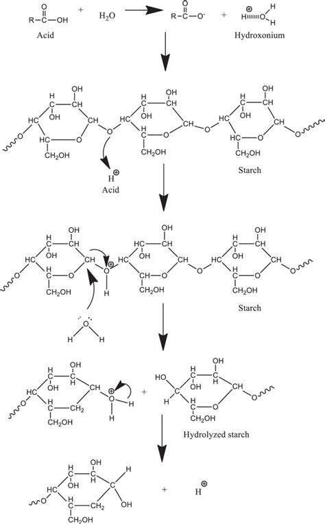 Starch Hydrolysis