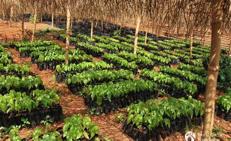 Breakthrough for Ghana's Cocoa Farmers - allAfrica.com