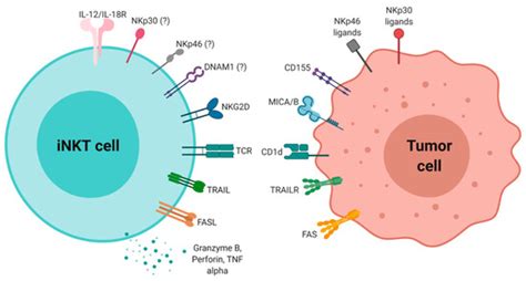 IJMS | Special Issue : Natural Killer and NKT Cells 2020