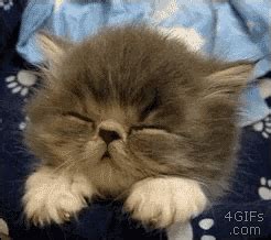 Kitten-sleeping GIFs - Get the best GIF on GIPHY