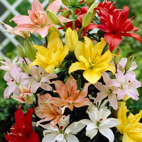 Lilies Double Blooming Pollen Free Mixture Set of 7 Bulbs - 8962294 | HSN