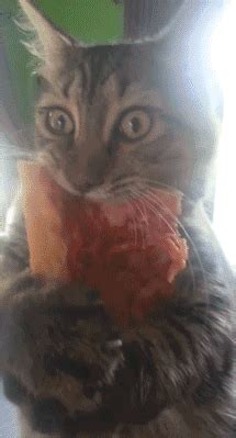 Cat Pizza GIF by Cheezburger - Find & Share on GIPHY