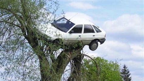 Car Stuck in Tree After a Prank Video - ABC News