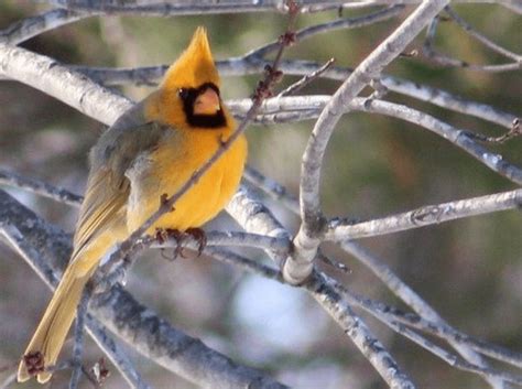 Rare Yellow Cardinal Spotted in Alabama – Wild