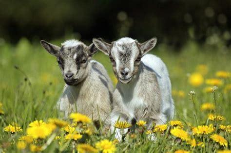 How to Take Care of Pygmy Goats: Fact Sheet & Advice 2023 | Pet Keen