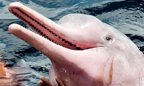 The one-of-a-kind Peru pink river dolphins - Ancient Summit | Unique Peru Vacations ...