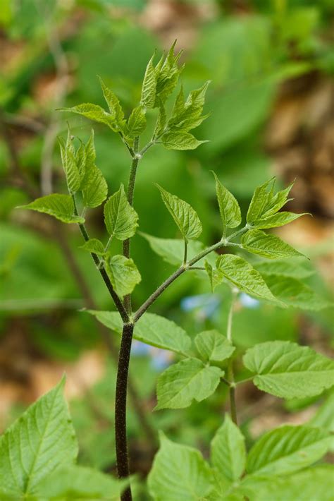 Aralia racemosa (American spikenard) | Aralia racemosa (Amer… | Flickr