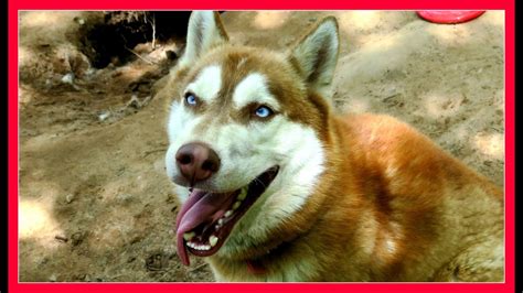 WE VISITED THE HUSKY RESCUE - YouTube