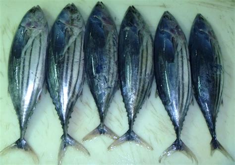 About Skipjack Tuna Fish Biology and Habitat - Tuna Skipjack Frozen, Skipjack Tuna Supplier ...