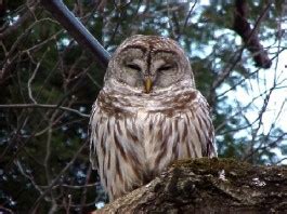 Barred Owl Facts - Barred Owl Habitat - Barred Owl Diet