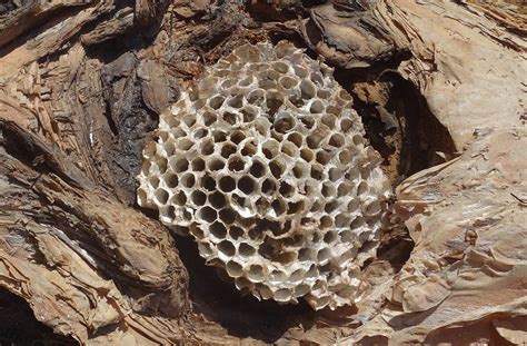 Inspiration by Deseos Design: Paper wasp nest