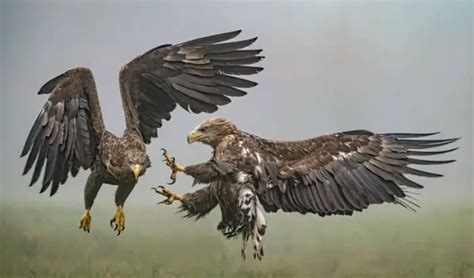 7 Hawk Predators: What Animal Eats a Hawk?