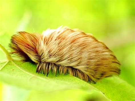 Fuzzy Caterpillars With Venomous Sting Found In Georgia | Atlanta, GA Patch