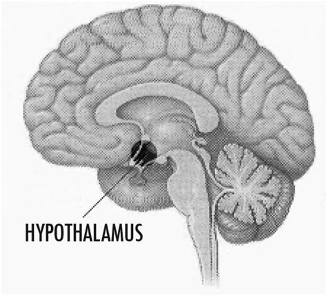 Leptin Resistance - Supplements, Treatments, Symptoms And Diet