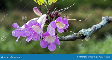 Close-up of Pink Lapacho Flower, a Beautiful American Tree Stock Image ...