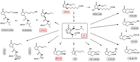 Jasmonate Biosynthesis, Perception and Function in Plant Development ...