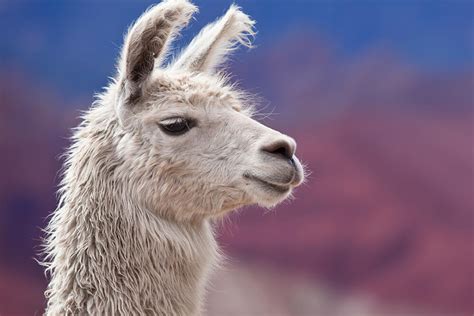 Guanaco | San Diego Zoo Animals & Plants