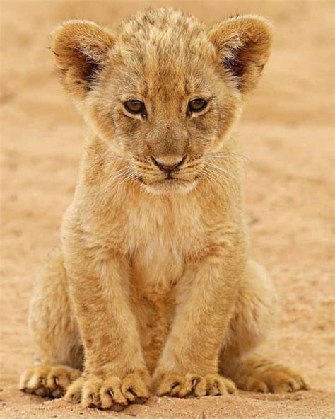 natgeowild.hd — . Cute Lion Cub. Photography by @ (Johann... Lion Pictures, Baby Animals ...