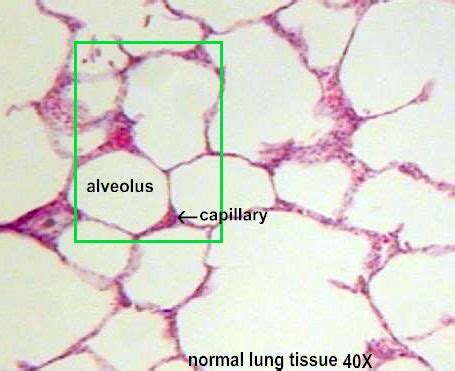 Simple Squamous Epithelium Lung Aveoli