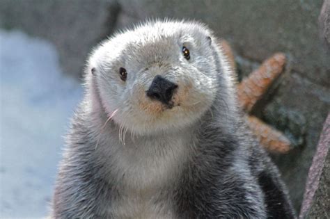 Southern Sea Otters | Aquarium Research | Aquarium of the Pacific