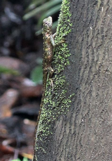 Olive Tree Runner Lizard (Tropidurus Plica plica) | At GPS: … | Flickr