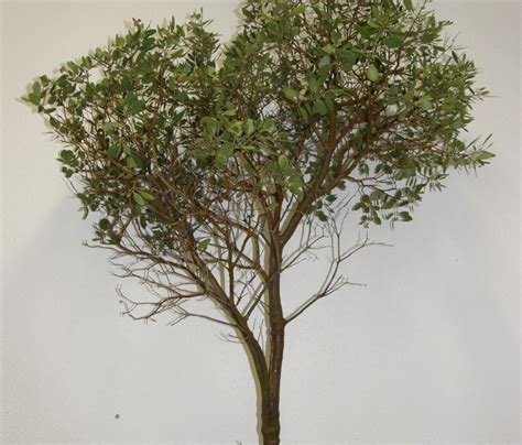 Beautiful Manzanita Branches With or Without Leaves | Oregon Coastal ...