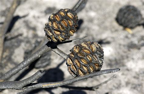 Seed cases opened by bush fire - Stock Image - B790/0699 - Science Photo Library