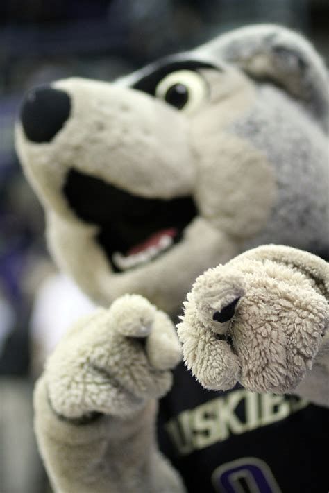 Harry the Husky - Washington Husky basketball | Greg Davis Sports Photography