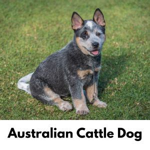 Australian Dog Names: 200 Aussie Dog Names - Happy Oodles