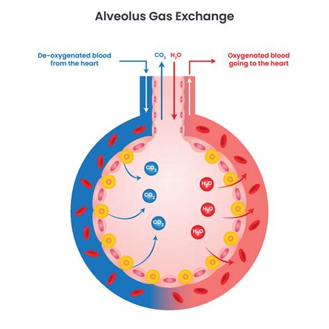 Gas Pulmonary Alveoli And Capillaries In The Lungs, Anatomy, Oxygen And Carbon Dioxide Exchange ...