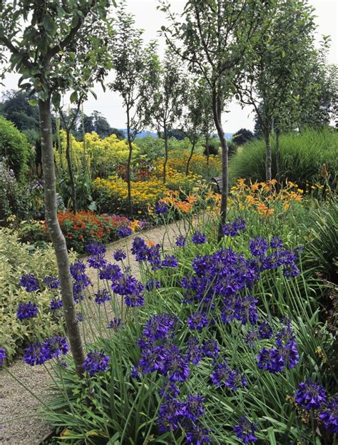 Agapanthus | Agapanthus, Garden projects, Hedges