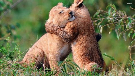 Animals Hugging Humans Wallpapers - Wallpaper Cave