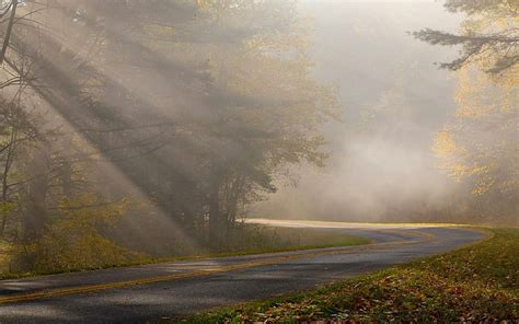 Misty Forest Road Wallpaper