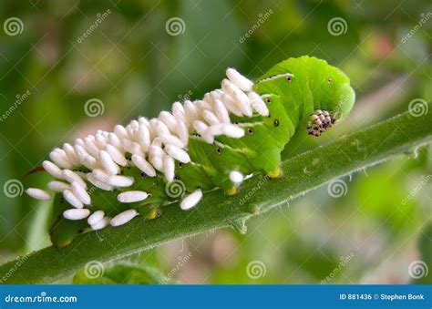 Tomato Hornworm With Wasp Eggs Stock Photo - Image: 881436