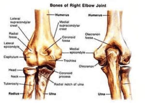 Elbow Anatomy Pictures, Bones, Muscles, Nerves