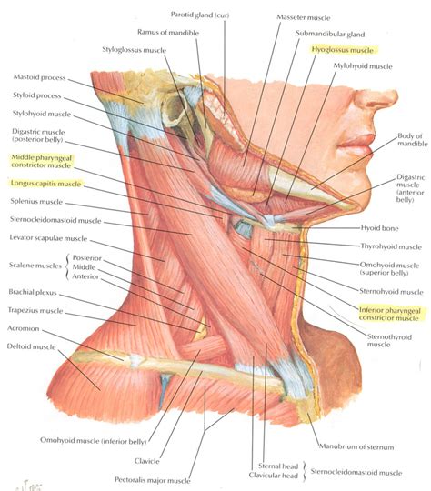 neck muscles posterior - ModernHeal.com