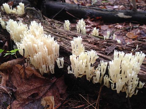 Clavulina Cristata: The White Coral Mushroom Benefits & Identification