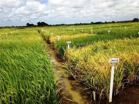 Rice Production In Guyana – The Reason Why Guyana Was Called The Bread ...