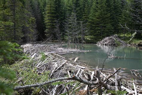 Beaver Dam And Lodge Photograph by Ted Kinsman