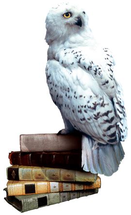 Hedwig - Harry Potter Wiki - Wikia