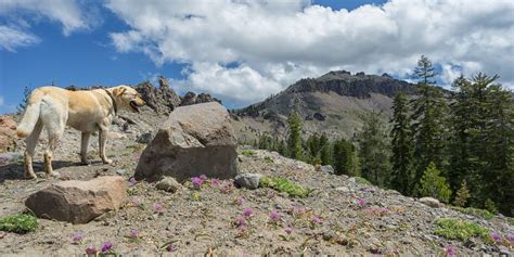 A beautiful hiking trail near Truckee with a stiff ascent to the tallest peak in… Lake Tahoe ...