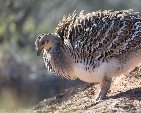 Malleefowl at Scotia « lirralirra