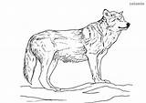 Coloring Pages Wolf  Print sketch template