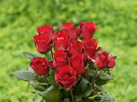 Beautiful Red Roses - Roses Photo (34610979) - Fanpop