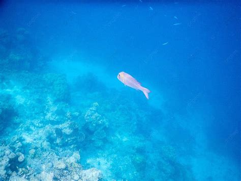 Ikan Tropis Ikan Penyelam Yang Hebat Foto Latar belakang Dan Gambar ...