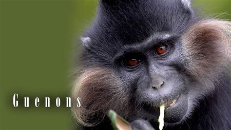 Guenons – parrots among primates | DinoAnimals.com