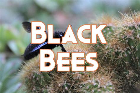 34 Types of Black Bees (Pictures And Identification Guide)