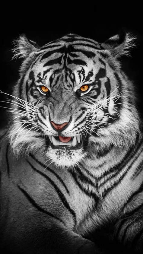 Hd White Tiger Wallpapers